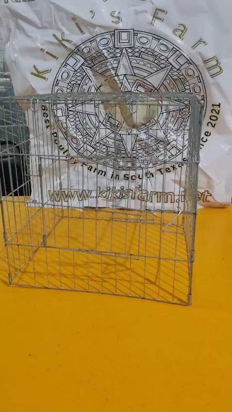16x16x16 Scratching Pen / Rascadero 16x16x16