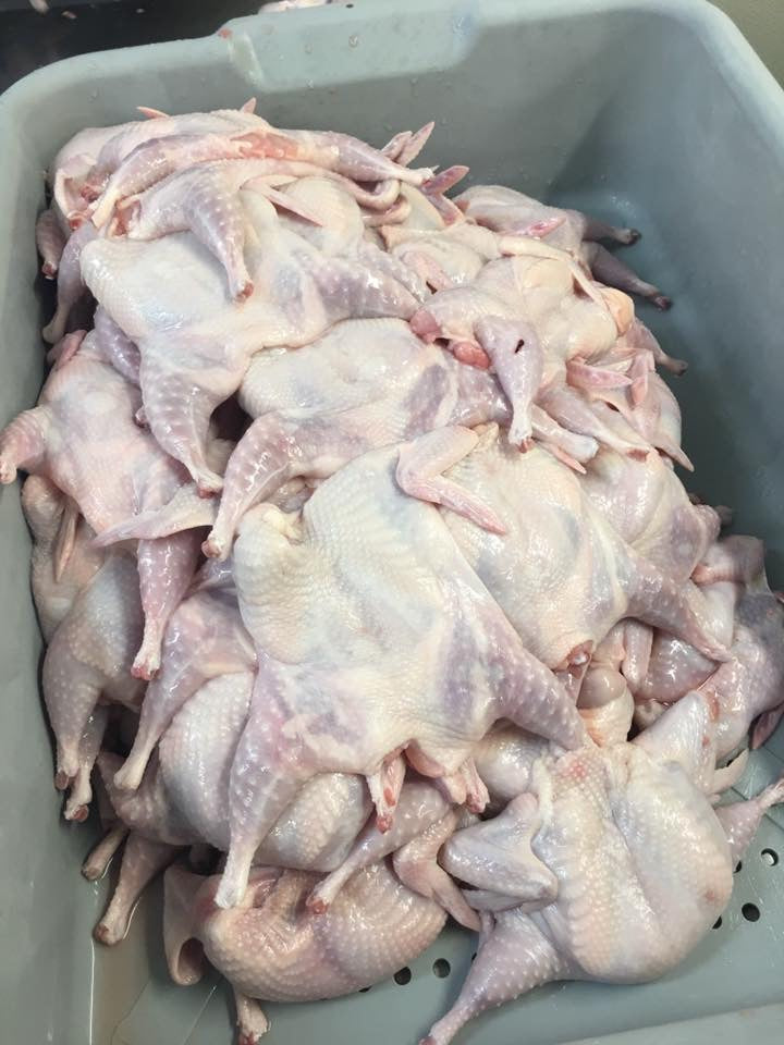 Whole Quail- Case with 48 Whole Quail - for now this product is only available for Pick up at the Farm