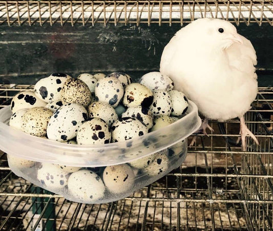 24 Fresh Quail Eggs- for now this product is only available for pick up at the farm.