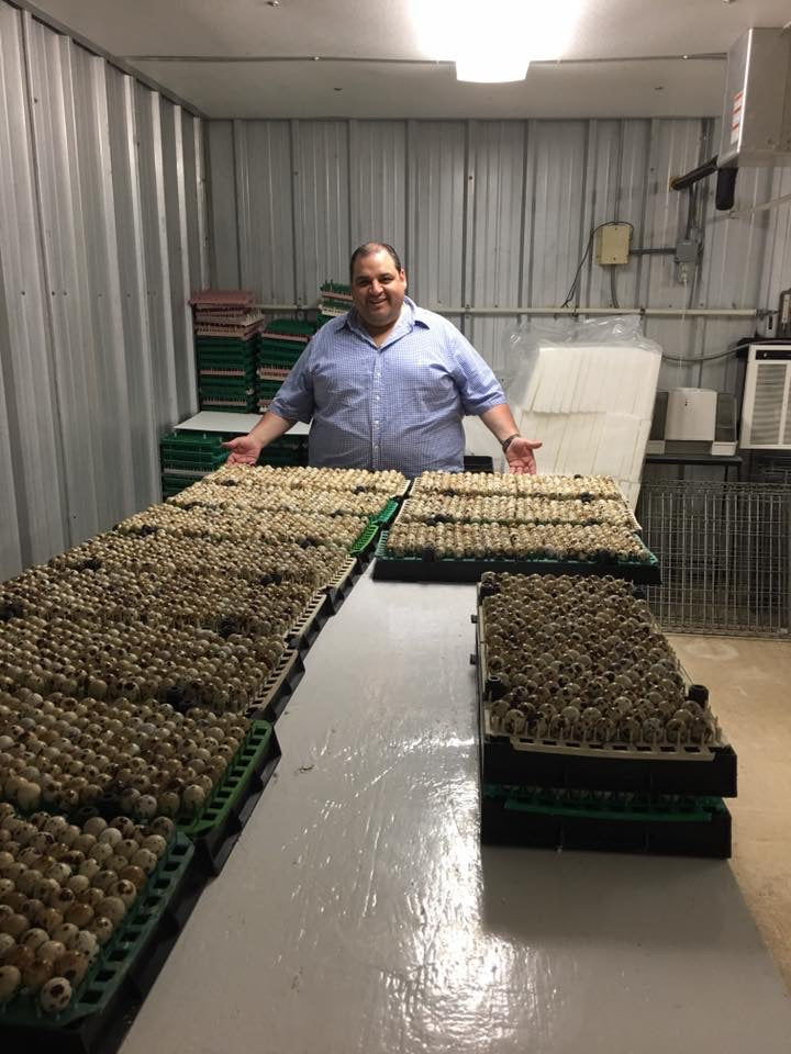 24 Fresh Quail Eggs- for now this product is only available for pick up at the farm.