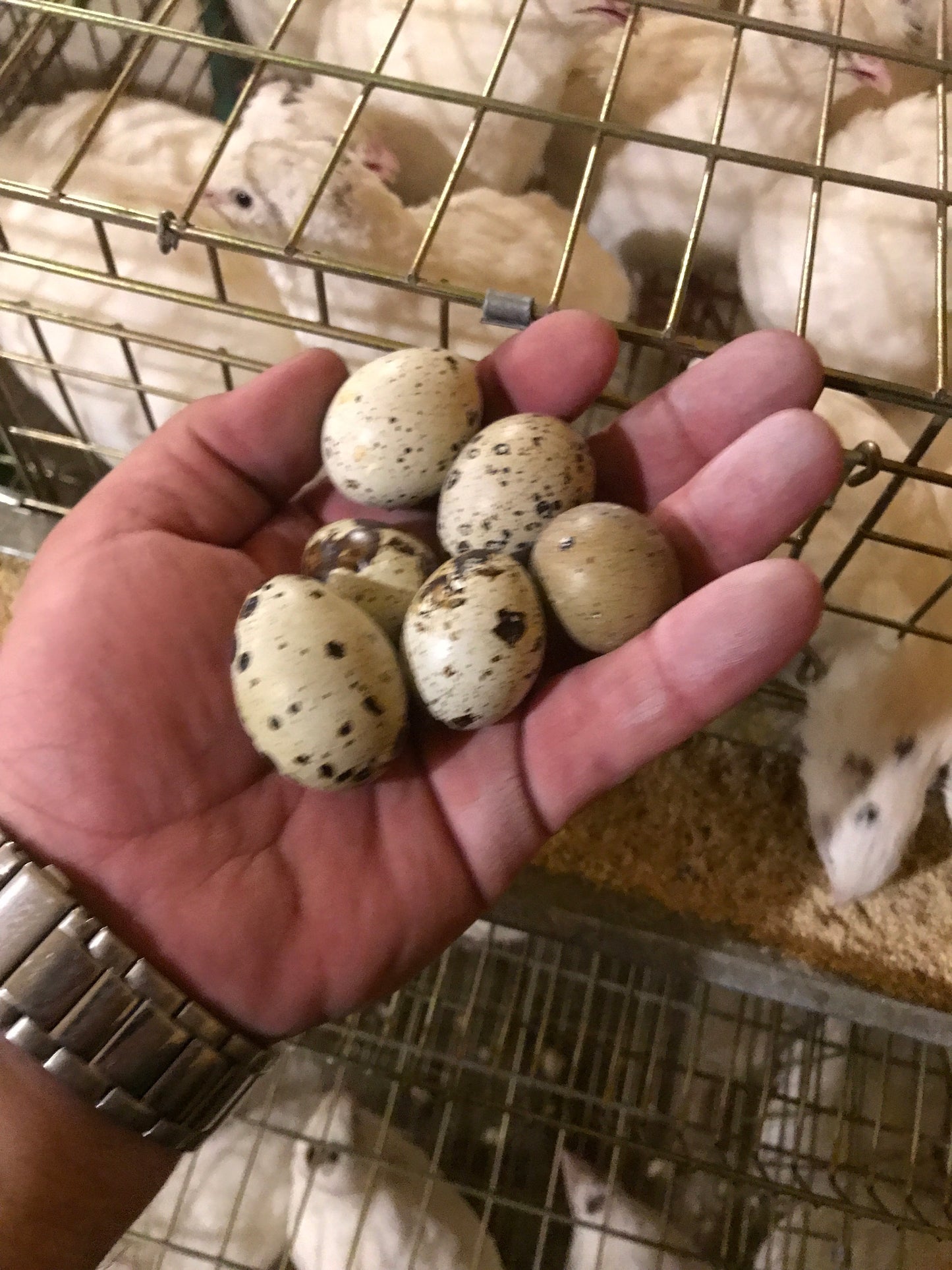 24 Fresh Quail Eggs- for now this product is only available for pick up at the farm.