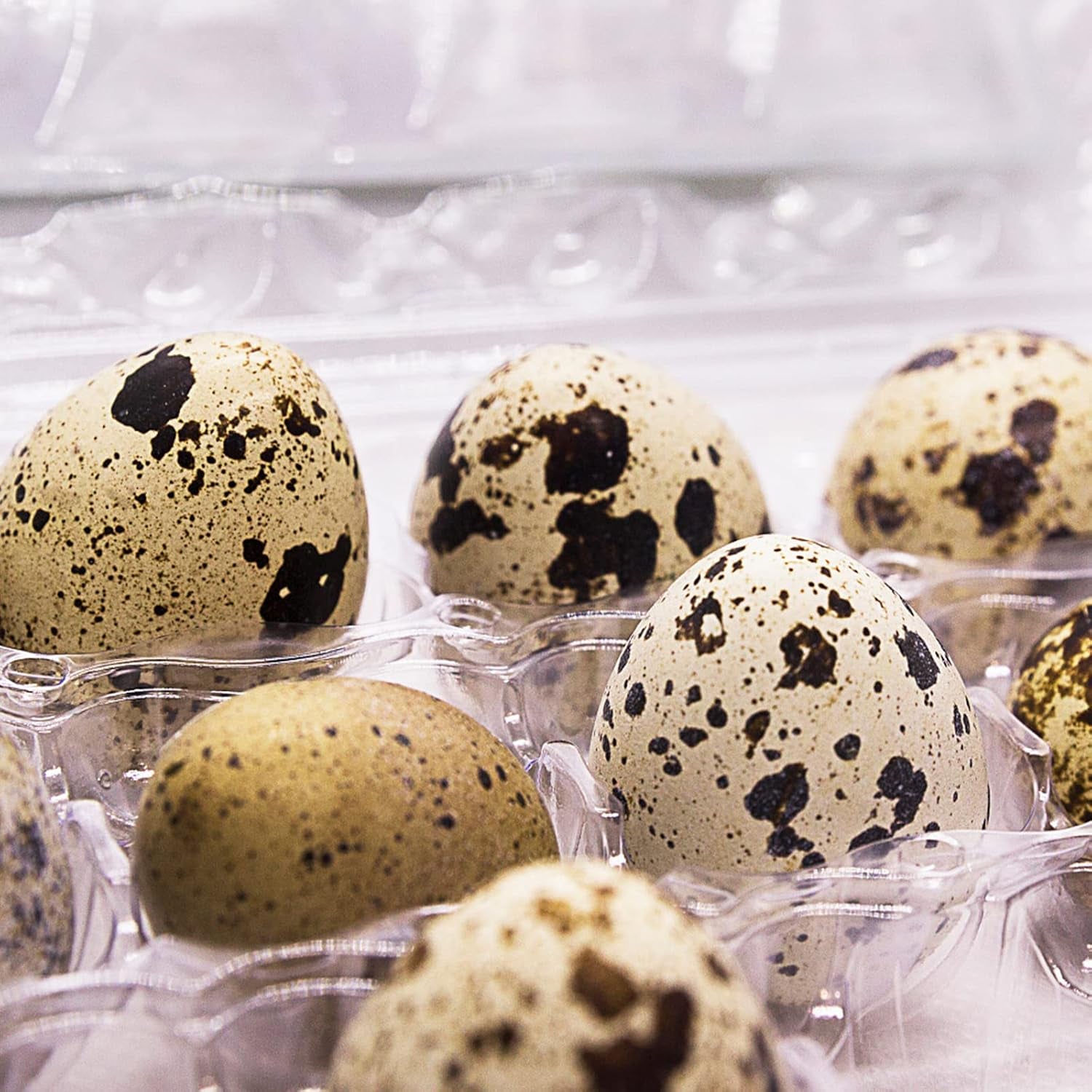100PCS 15-Grid Clear Plastic Quail Egg Cartons for Kitchen Storage
