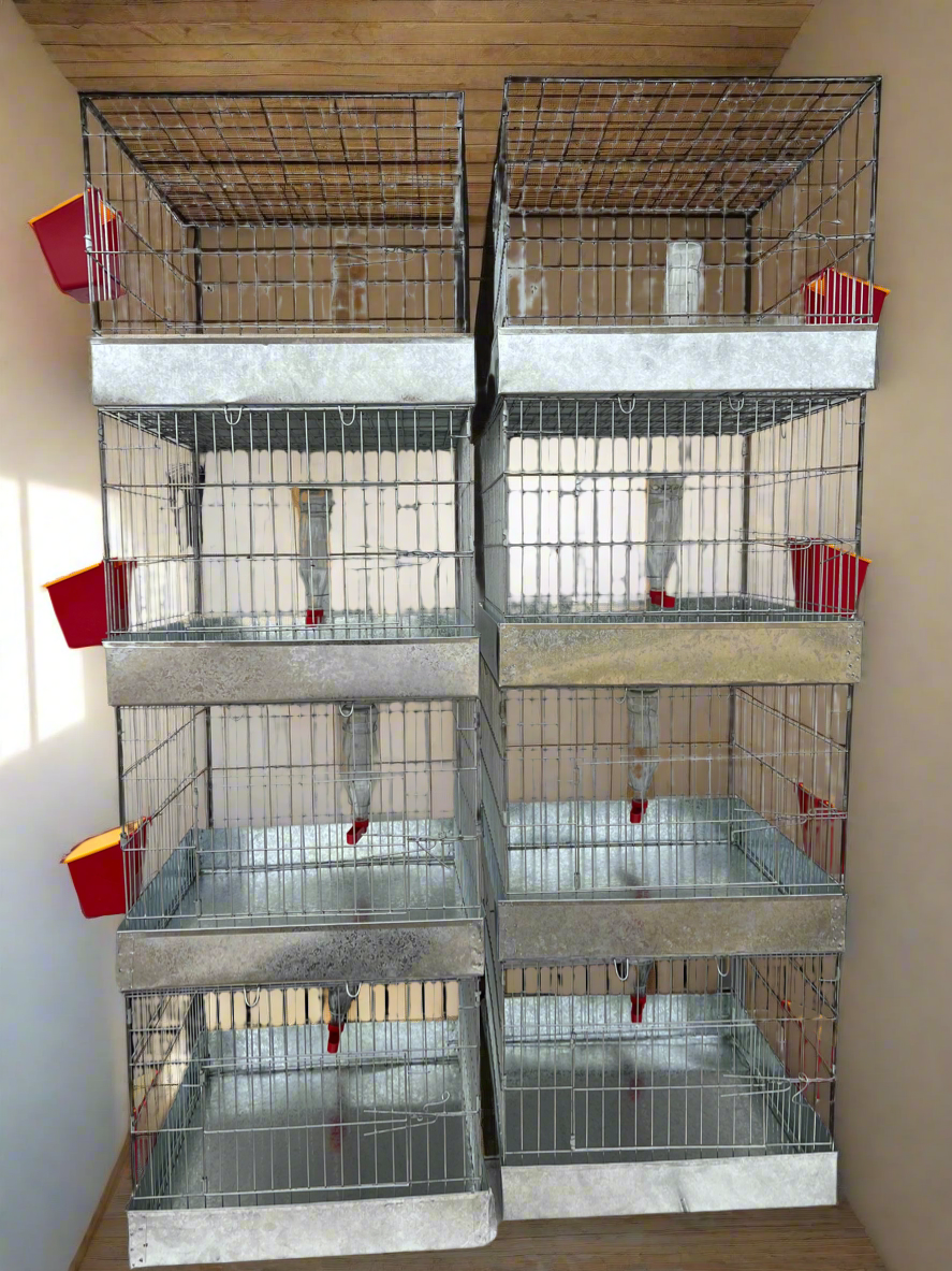 4 Full Cages size 20 x 20 x 16 ea with feeder & driker included. (956)270-2810 for additional info o more options.