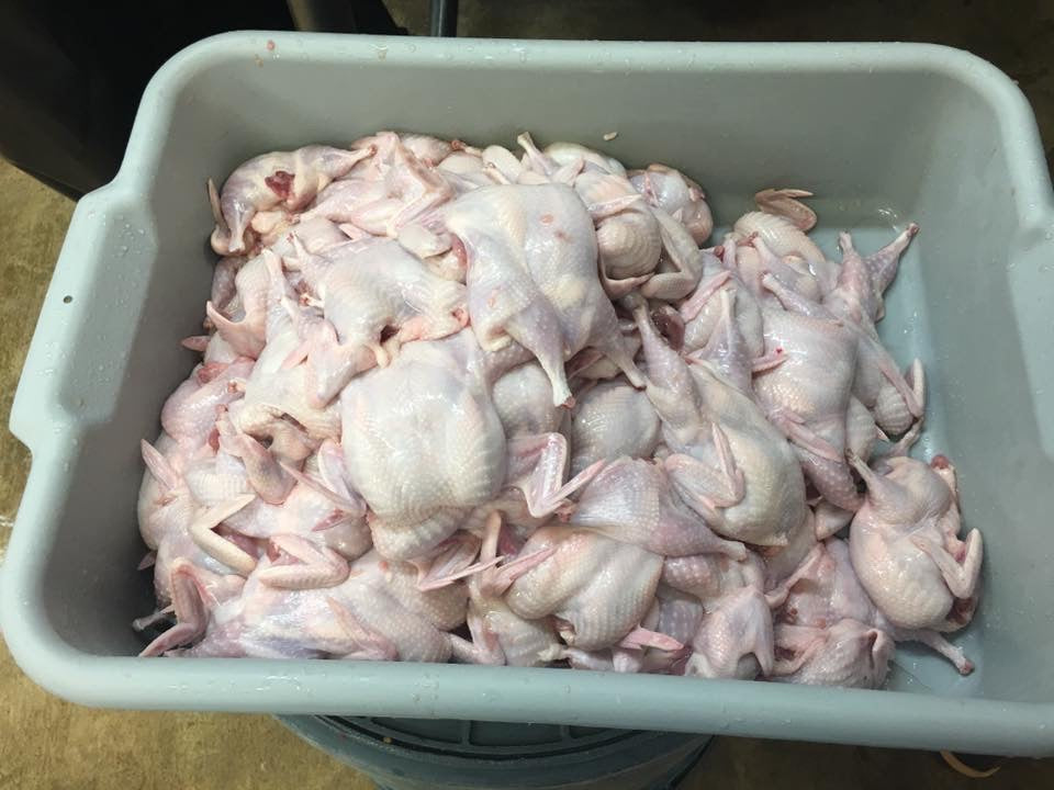 Whole Quail- Case with 48 Whole Quail - for now this product is only available for Pick up at the Farm