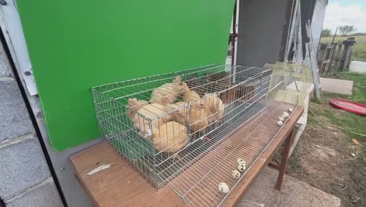 QUAIL LAYING CAGE WITH TRAY / Jaula de postura para codornices con bandeja